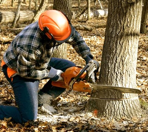 Tree Removal in Lincoln, WA